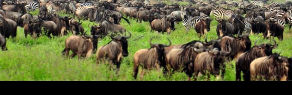 Dhow and Jeep Tours Zanzibar Cover Image