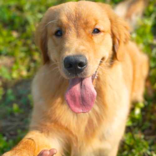 Dog Trainer’s Course by K9 School | Master Skills Fast