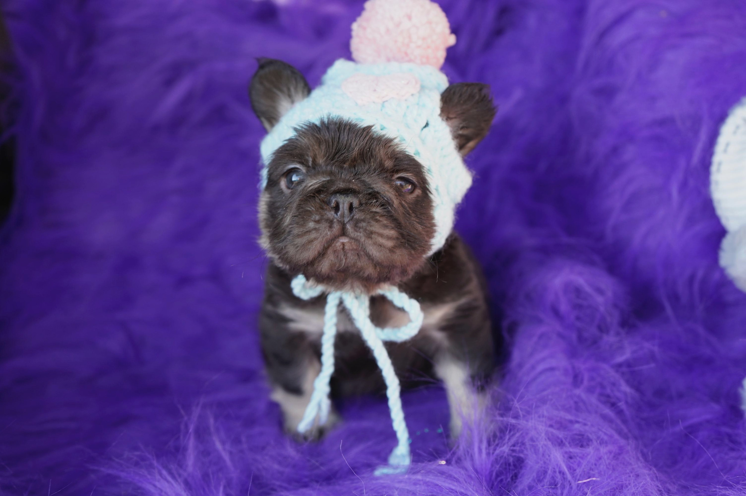 French bulldog Puppies for Sale | Akc French Bulldog Breeder