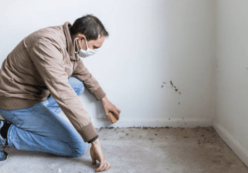How do you get mold out of carpet | Step-by-Step Cleaning Guide