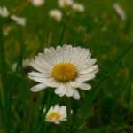 fathn fthin Profile Picture