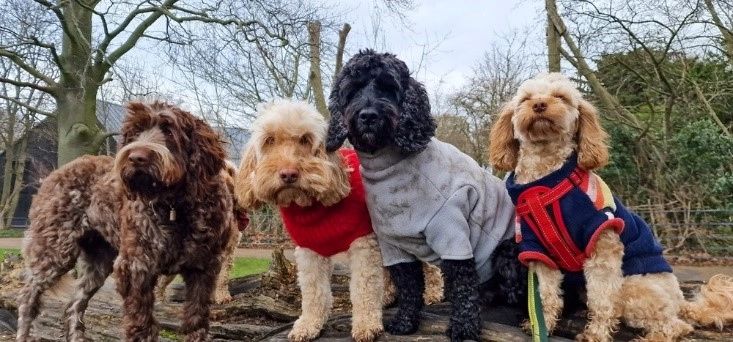 Overnight Dog Sitting in Hoboken vs Kennels for Anxiety