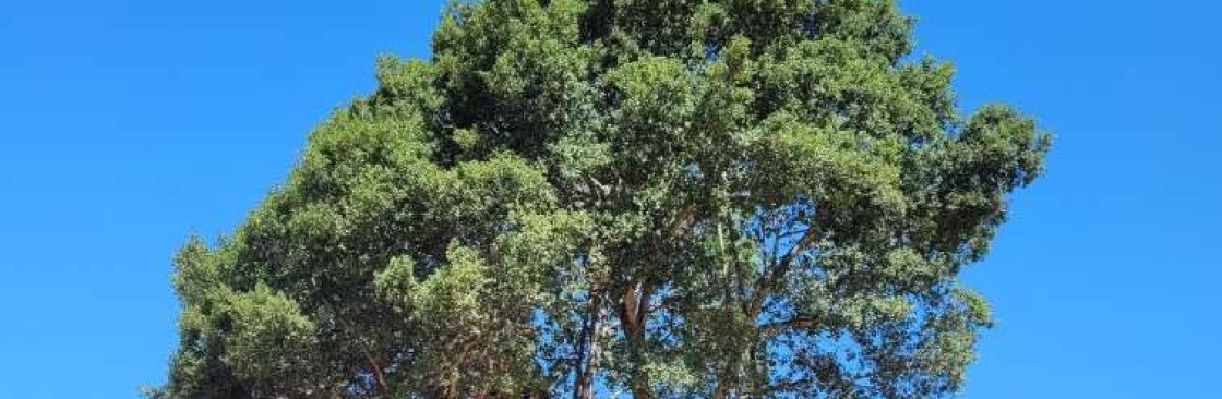 Uncle Ts Professional Tree Service LLC Cover Image