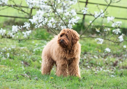 About Australian Labradoodles - Tora Labradoodles | Scottish Breeders