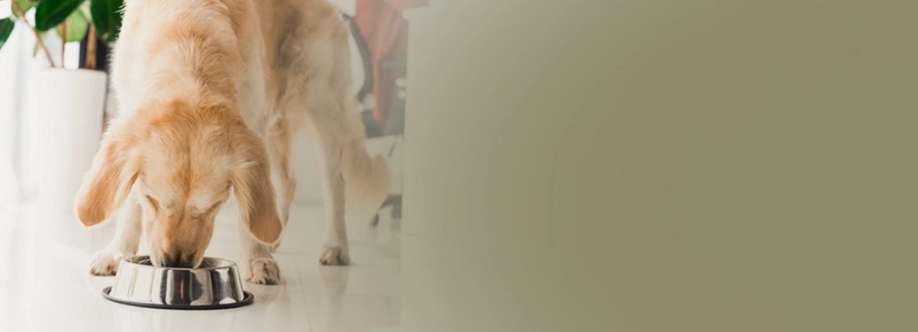 rainsoftcarolinas Cover Image