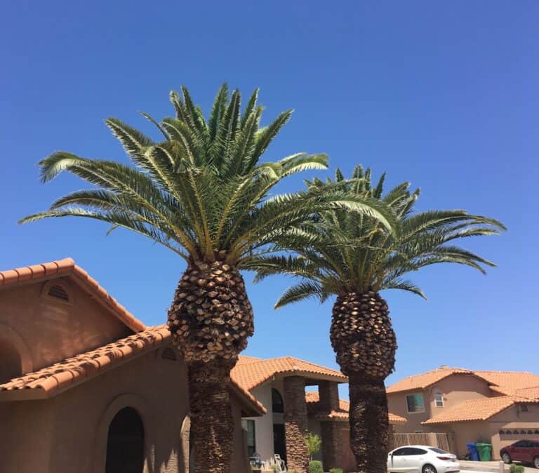 Professional Tree Services in Queen Creek, AZ - Arizona Urban Arborists