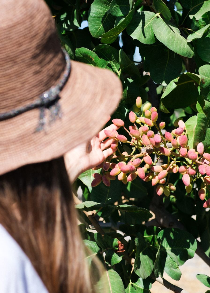 Plant a Tree in Someone's Name | My Tree Hood