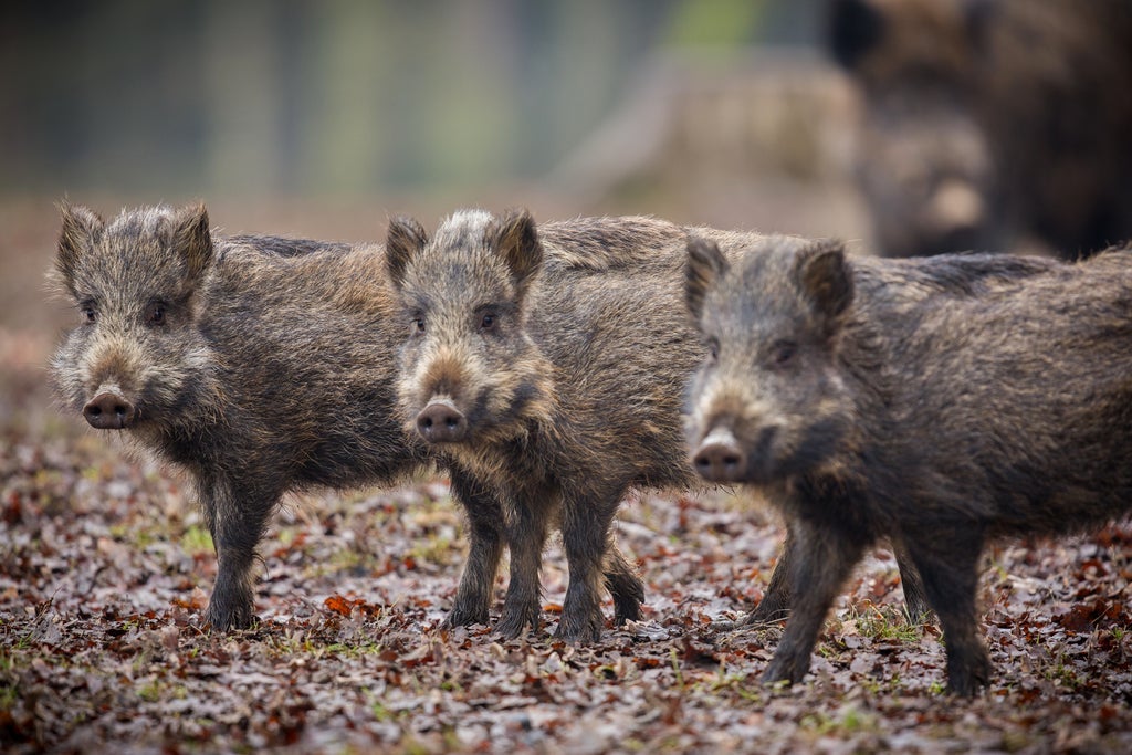 Hog Hunting in North Texas for a Perfect Adventure