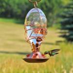 Copper hummingbird feeder Profile Picture