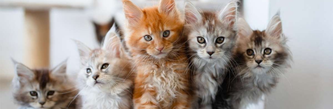 Bella Dolce Maine Coons Cover Image