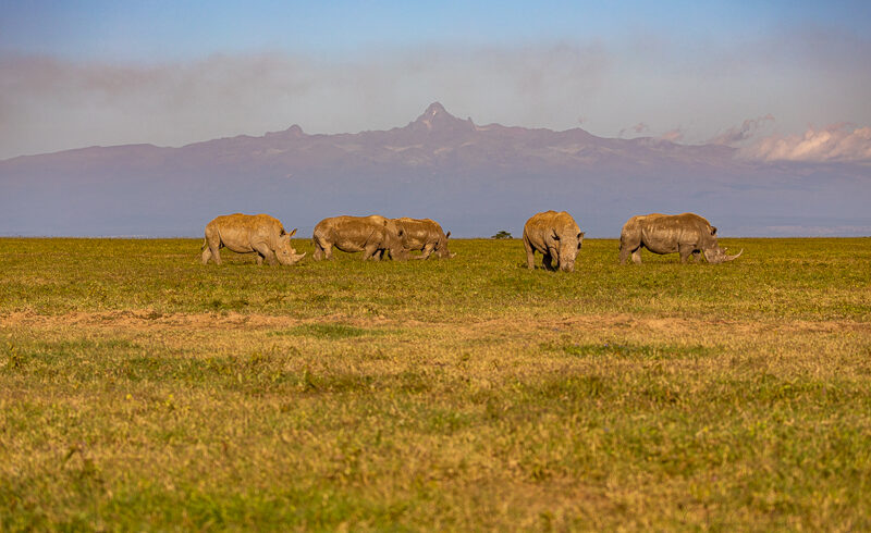 Cheap Kenya Wildlife Safari Packages & Tours