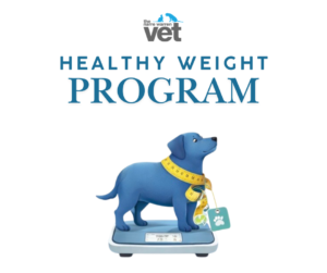 Is Your Pet Overweight? Join Our Healthy Weight Program - Narre Warren Veterinary Clinic