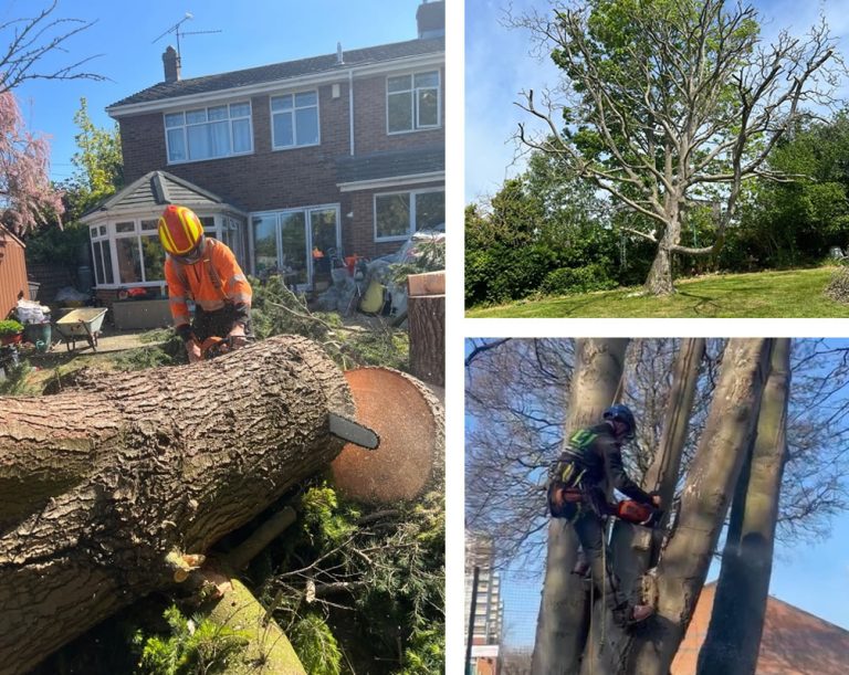 Tree Surgeon Greenwich | LJ Tree Services