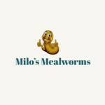 Milos Meal Worms Profile Picture