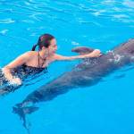 Dolphin Show Pattaya Profile Picture
