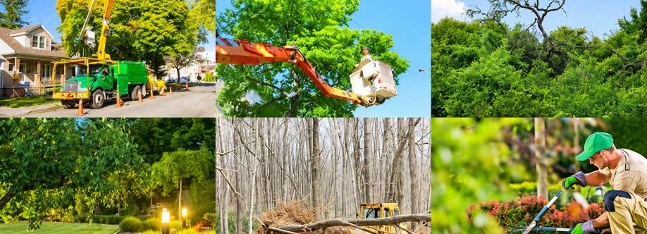Tree Amigos Tree Service Cover Image