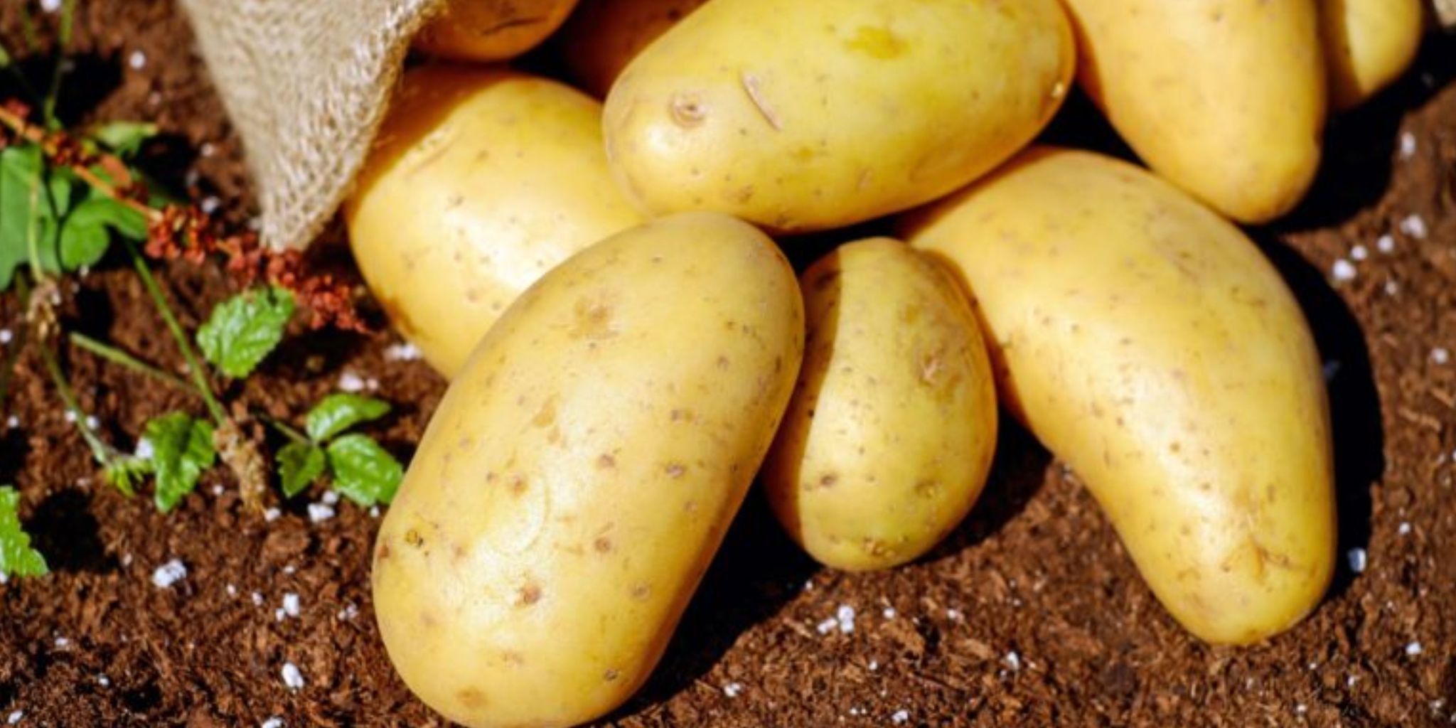 Why Pennsylvania Potato Growers Are Known for Quality - Click To Write