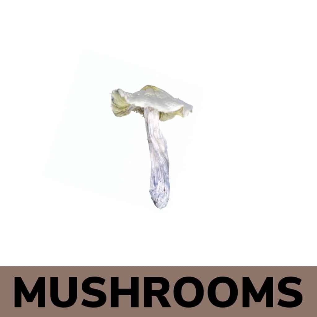 What Factors Should You Consider Before You Buy Magic Mushrooms Online?
