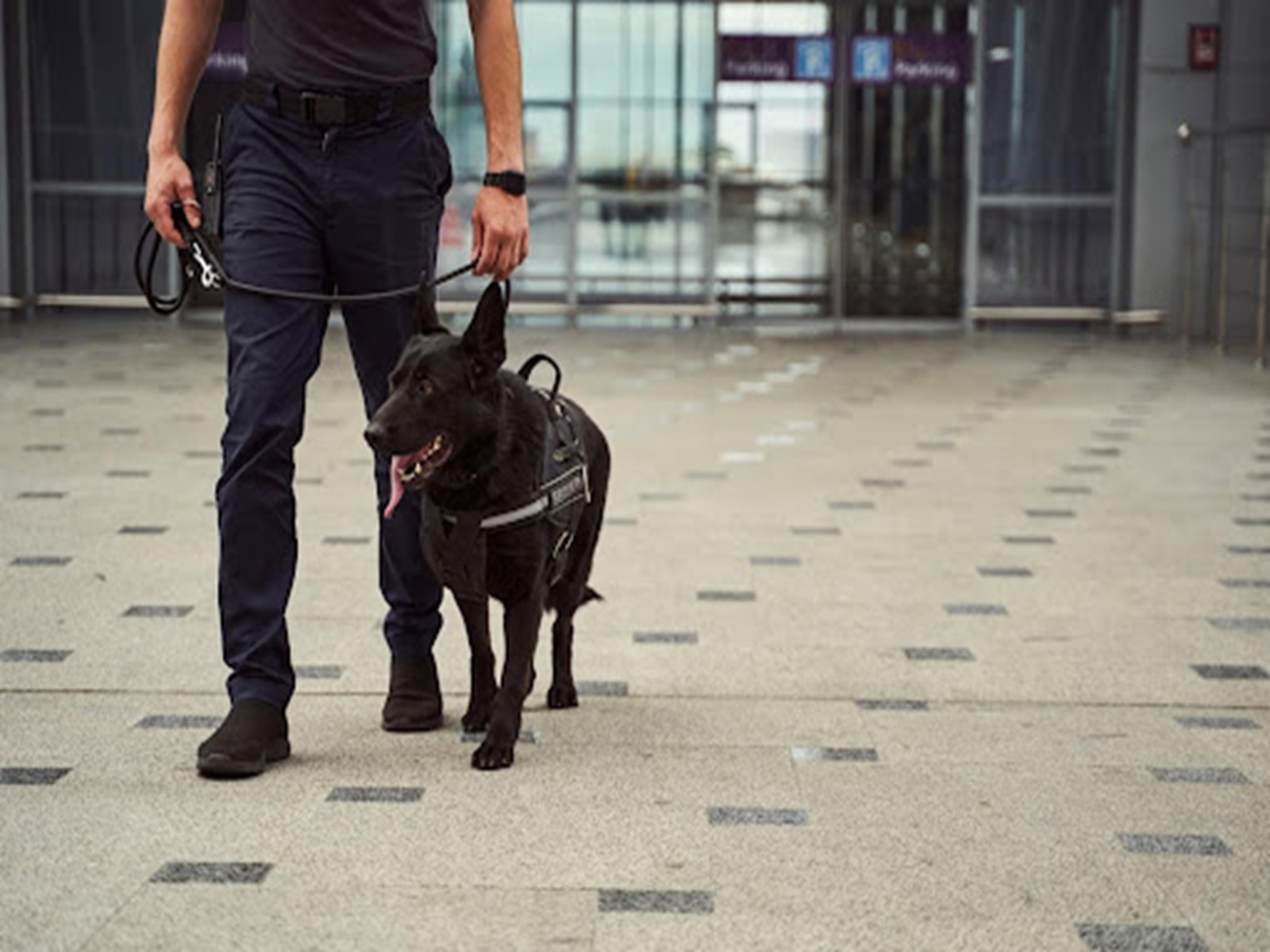 24/7 Dog Security London | Dog Guard Security