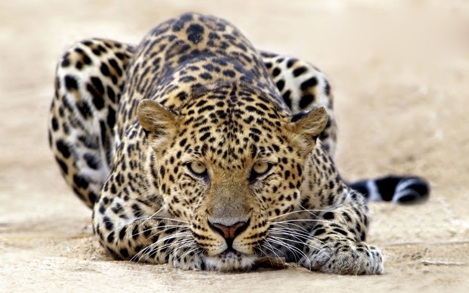 Lake Nakuru National Park Safari Tours Kenya