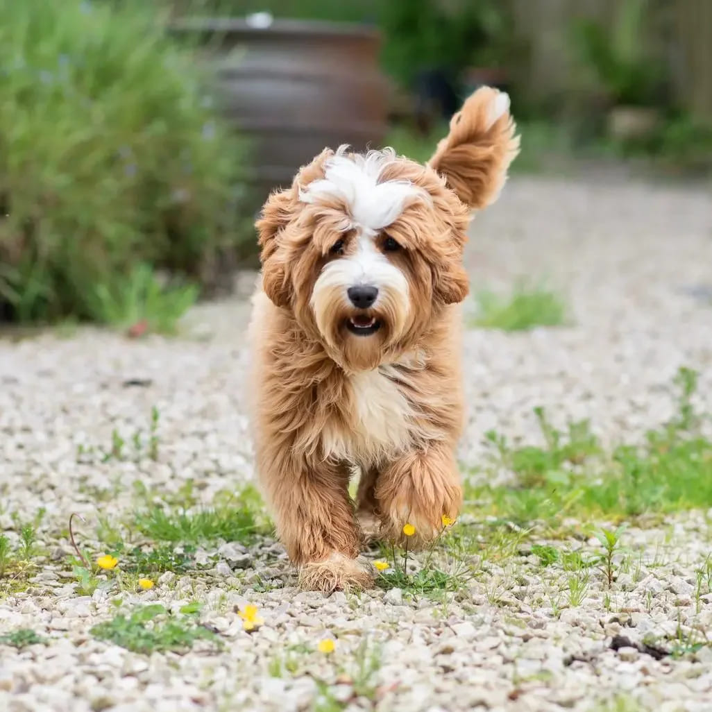 Australian Labradoodle vs Labradoodle | Tora Labradoodles