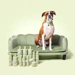 Value For Money Pet Shampoo WAGS PetCare Asia Profile Picture