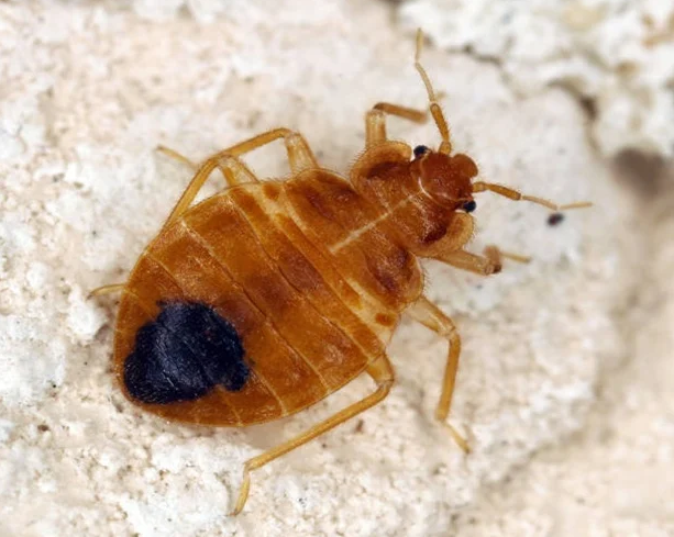 Bed Bug Control Melbourne | Treatment From $249 + GST