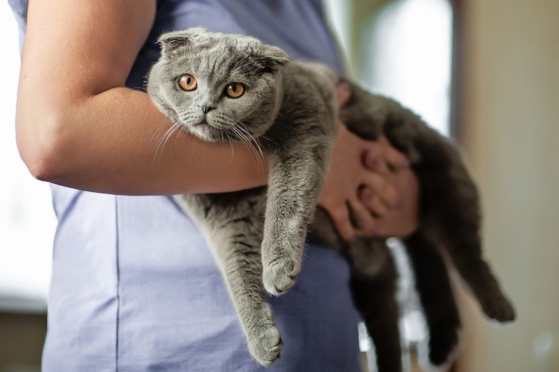 Caring for Your Pet’s Health with Trusted Veterinary Services – @colbeeser06 on Tumblr