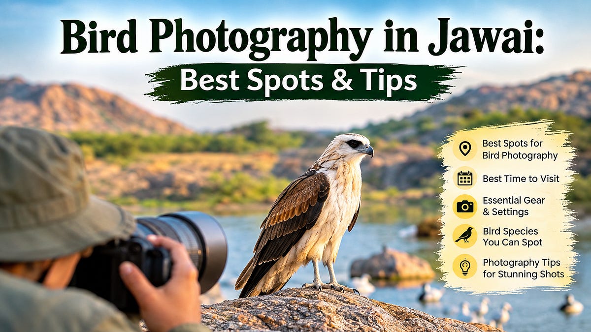 Bird Photography in Jawai: Best Spots & Tips